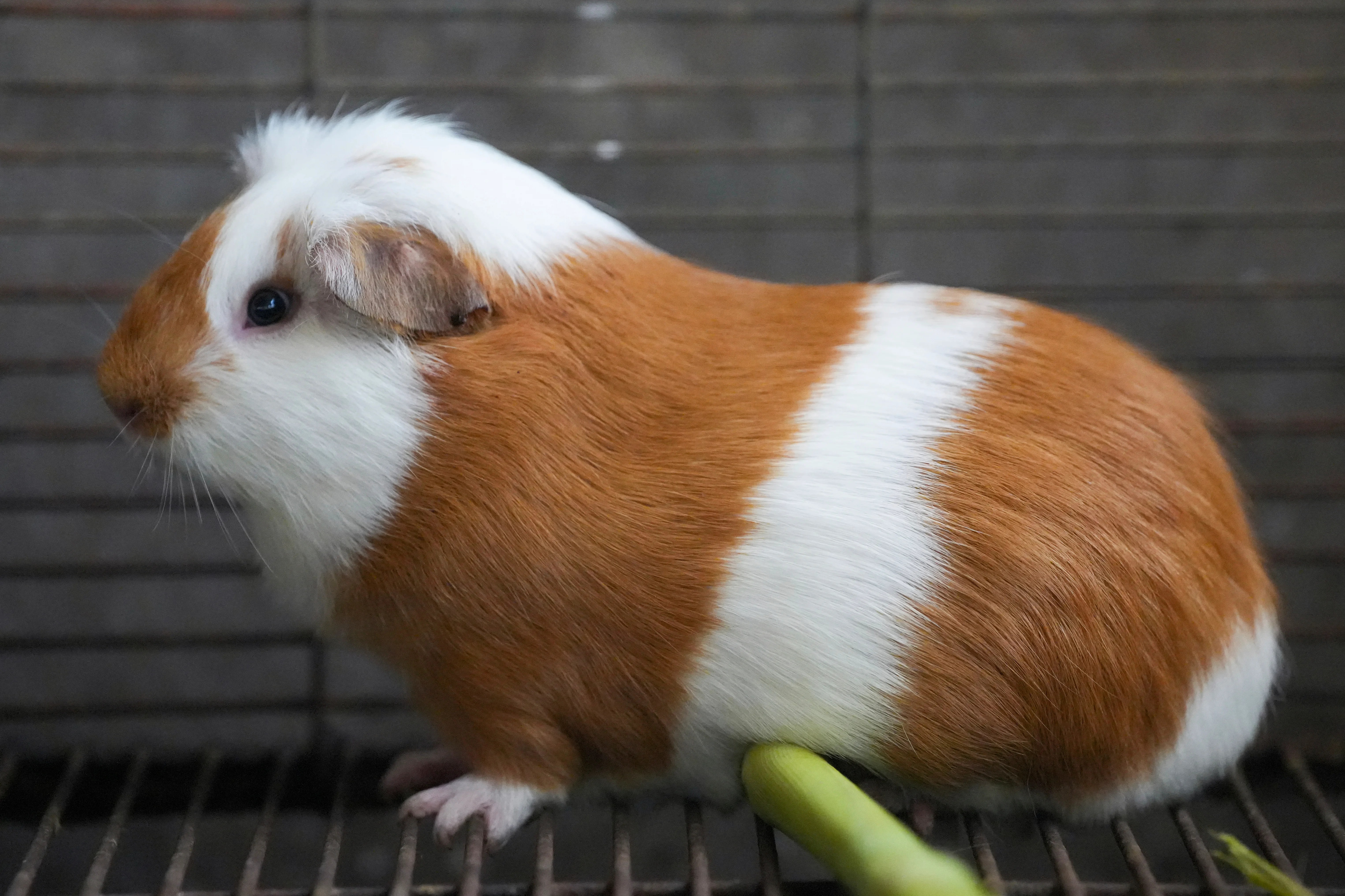 Utah State University under fire after exposing animals to huge amounts of radiation and performing surgeries without pain medication, report says Utah State University under fire after exposing animals to huge amounts of radiation and performing surgeries without pain medication, report says