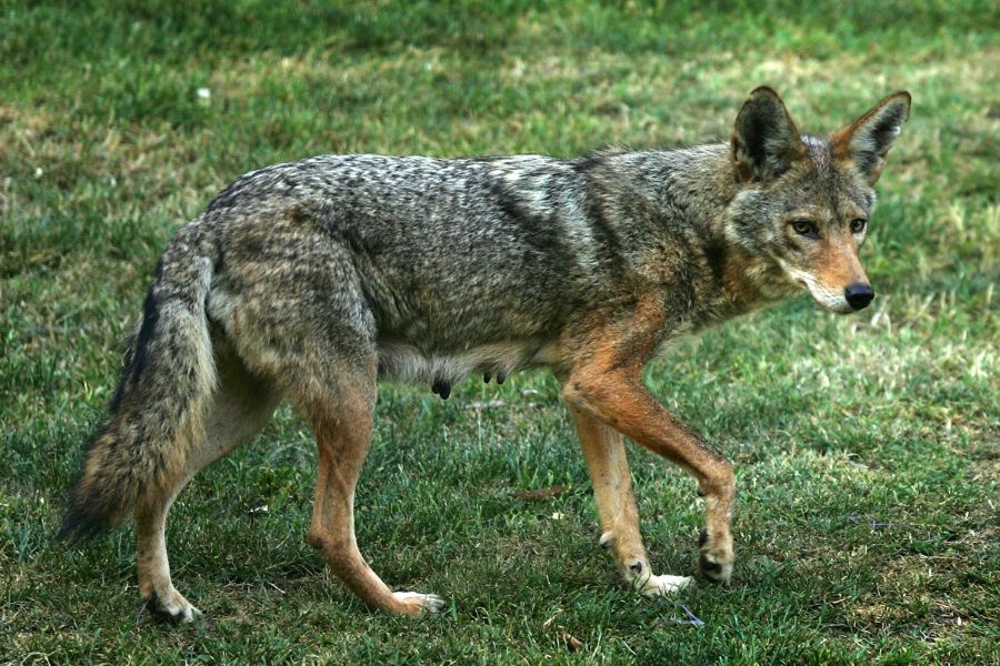 ‘I was just yelling’: 6-year-old boy attacked by coyote while watching his sister’s softball game ‘I was just yelling’: 6-year-old boy attacked by coyote while watching his sister’s softball game