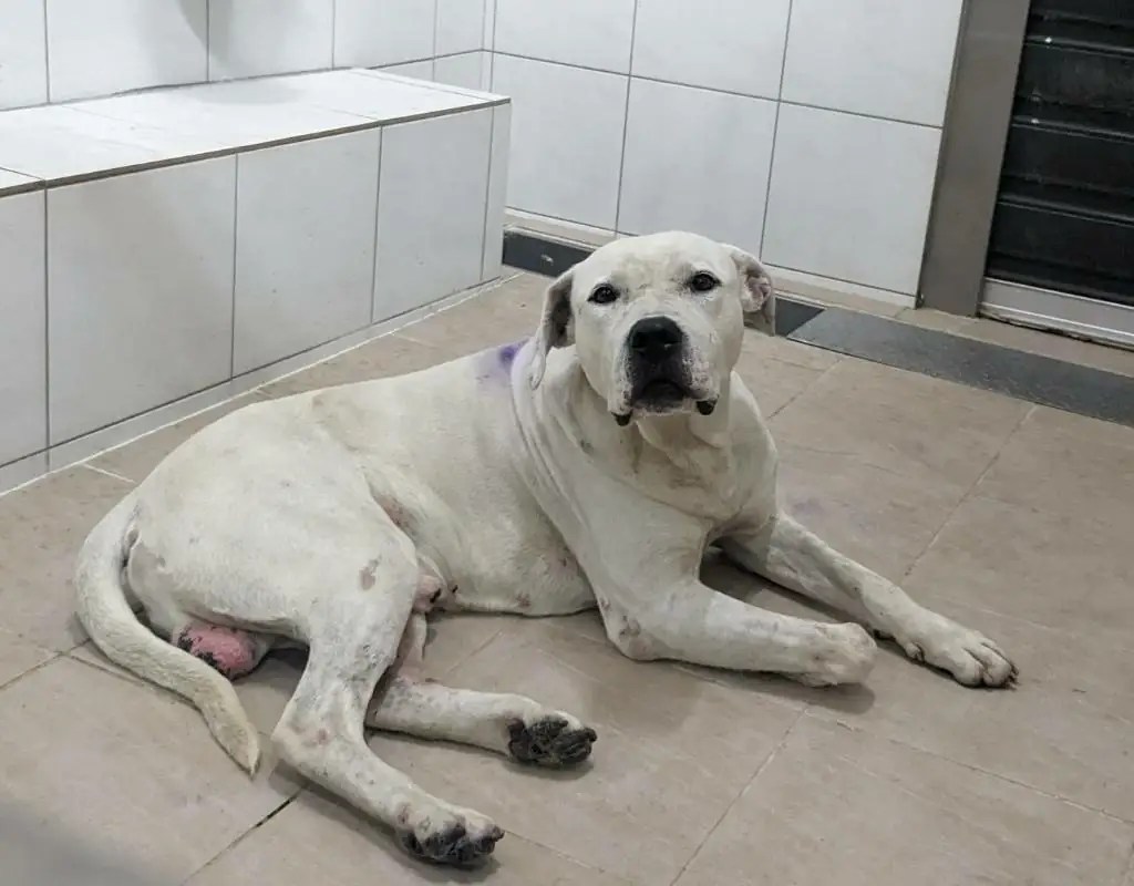 2起疑似比特犬攻擊  1傷人浪犬捕回確認非比特犬