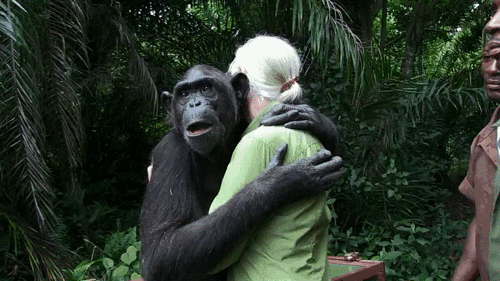 Hugs Of Monkeys On Gifs 18 Cute Animated Images