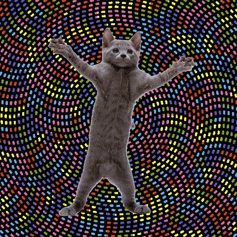 Gifs De Gatas Bailables 65 Divertidas Imagenes Animadas Gratis