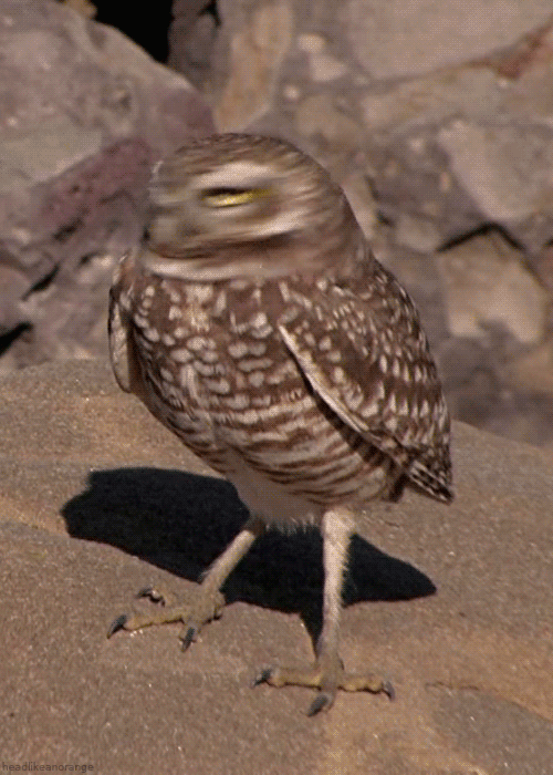 Owls On Animated Gif Images Funny And Cute Owlets