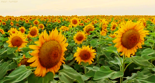 Gifs De Tournesol 95 Belles Animations Gratuites