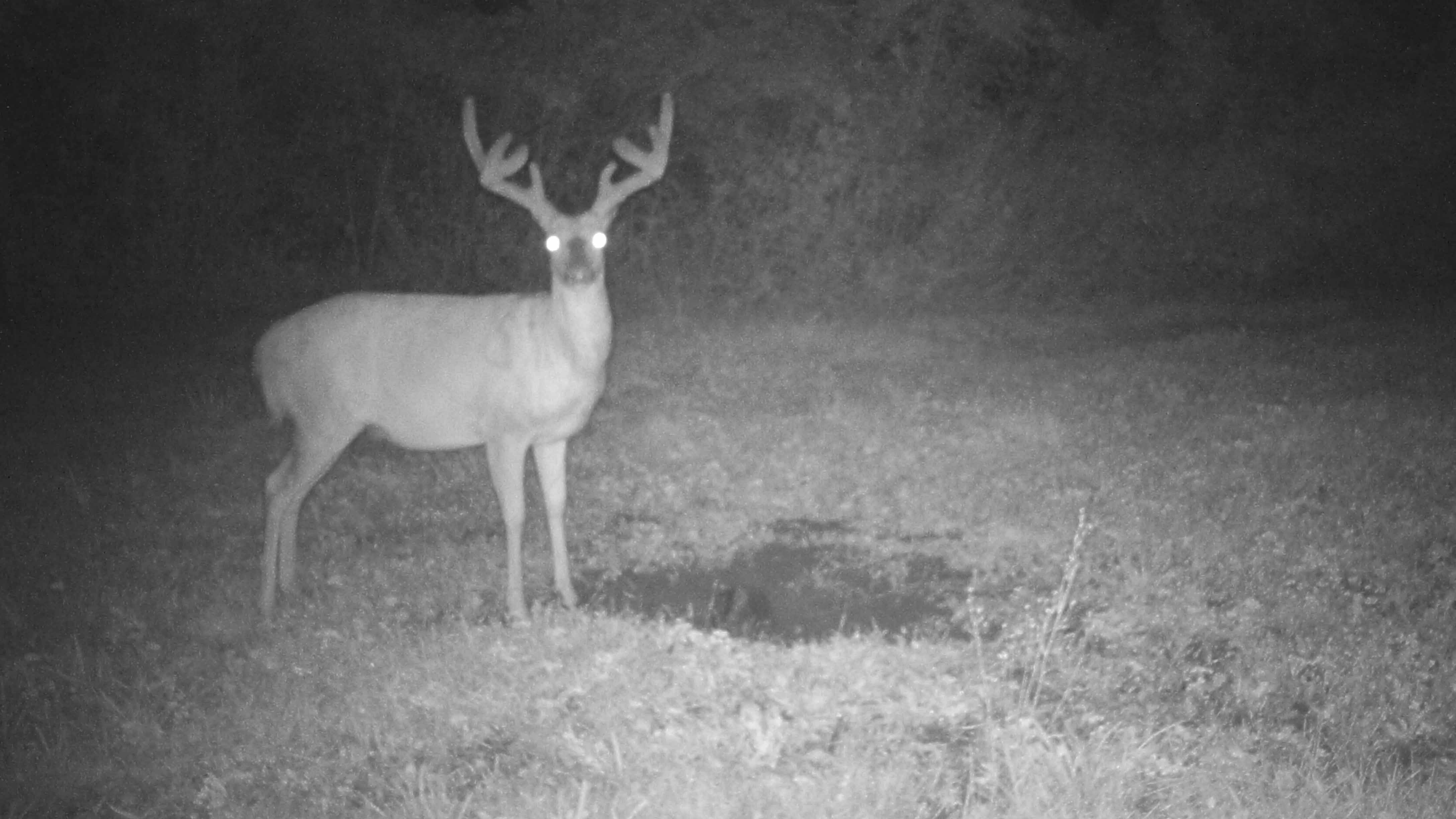 big buck trail cam pic