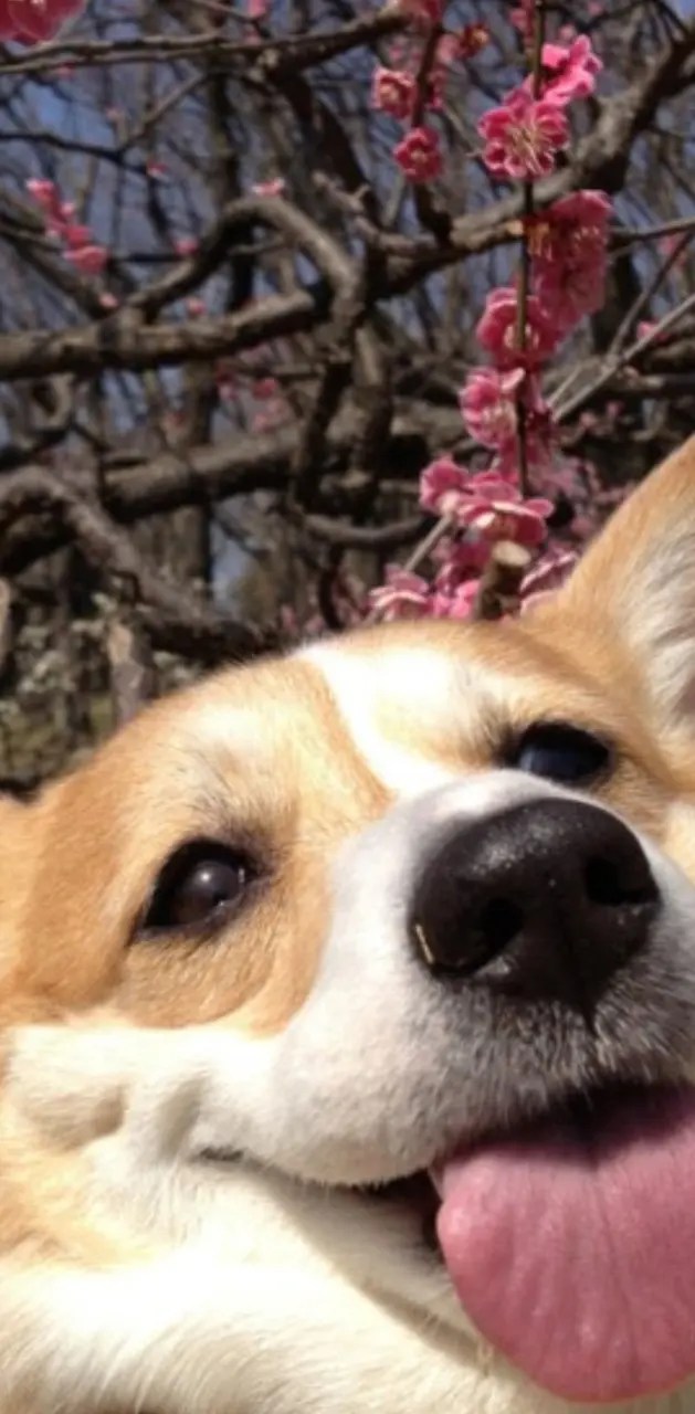 Aesthetic corgi wallpaper