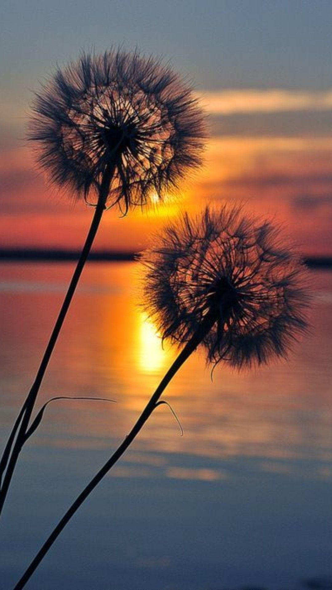 Aesthetic wallpaper summer