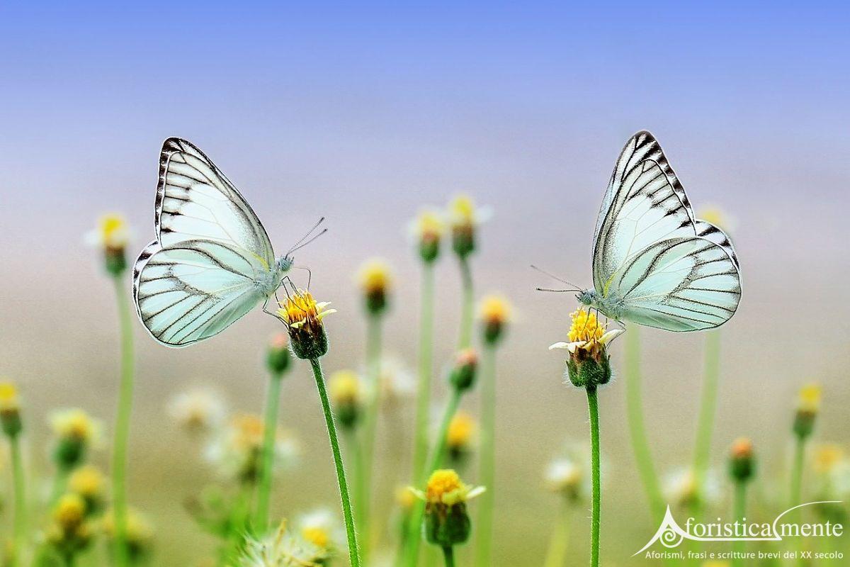 Frasi, Citazioni E Aforismi Sulle Farfalle - Aforisticamente 800_x_1200_jpg