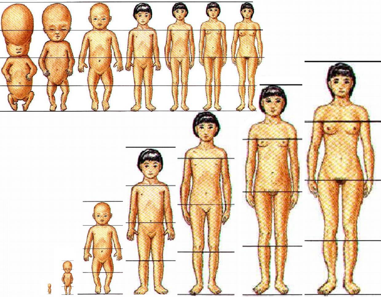 Lineups: child growth & puberty progression stages