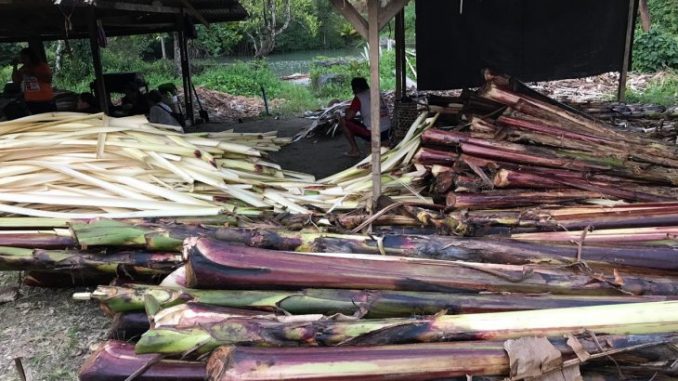 Kementerian Pertanian Lepas Tiga Varietas Unggul Pisang Abaka – AgriFood.id