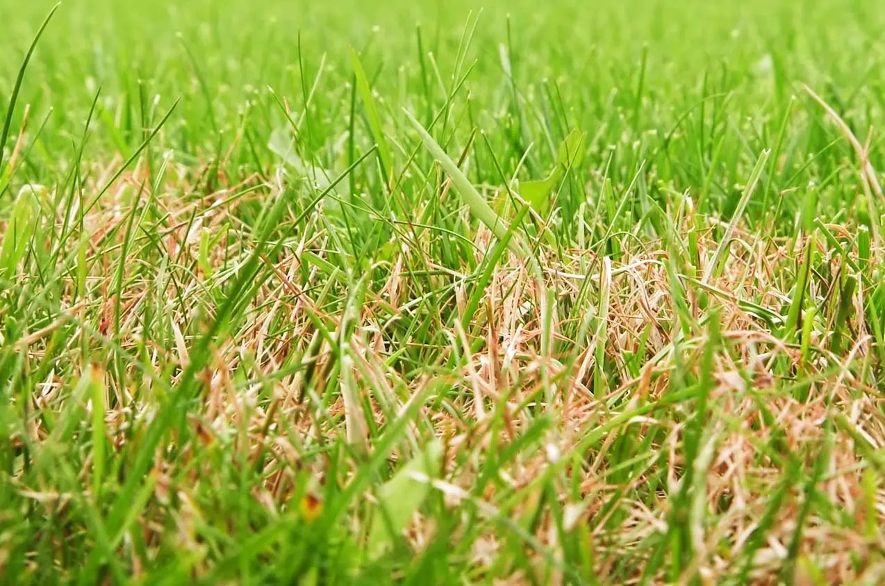 Brauner rasen nach winter