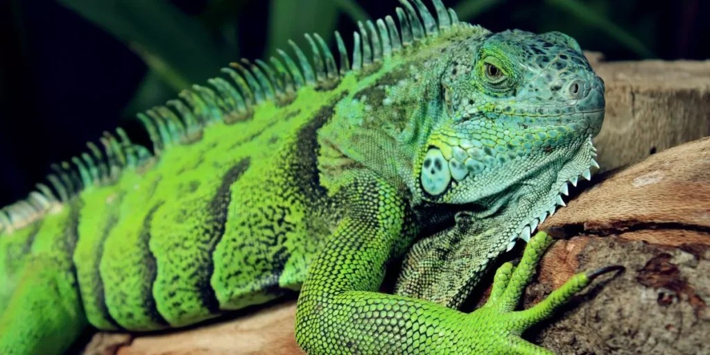 How to Set Up a Proper Heating System for Your Reptile’s Habitat How to Set Up a Proper Heating System for Your Reptile’s Habitat