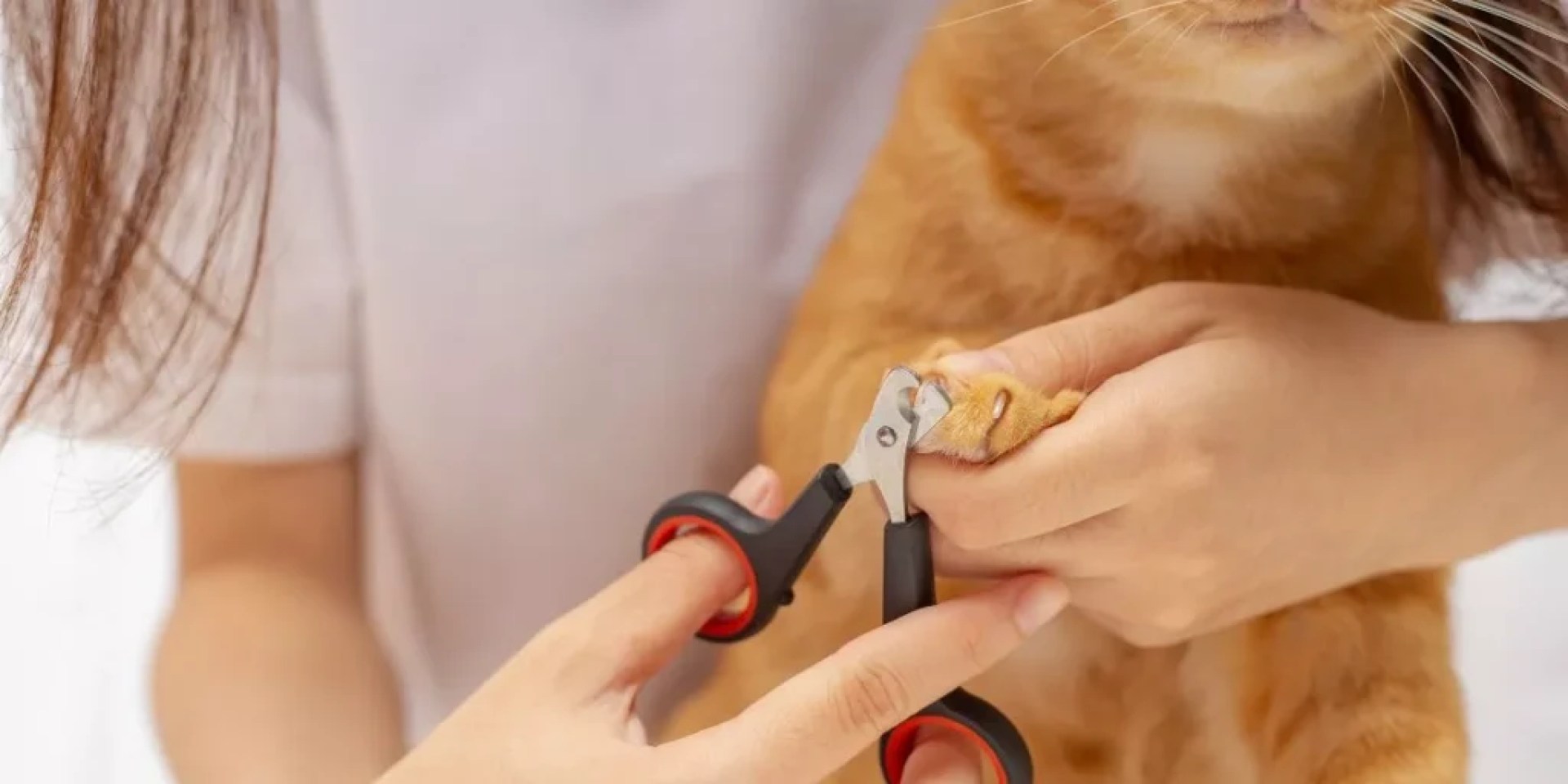 Wie wählst du die richtigen Nagelcippers für deine Katze aus? Wie wählst du die richtigen Nagelcippers für deine Katze aus?