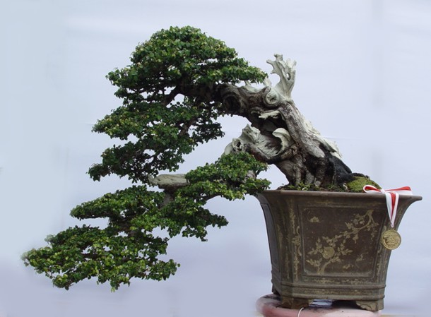 Han Kengai Aido Bonsai