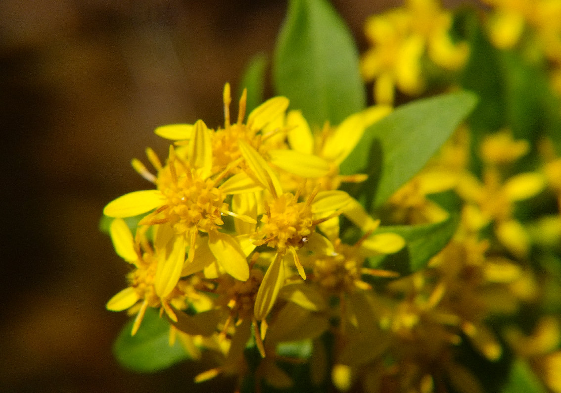 アキノキリンソウ属 (Solidago)