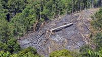 KLHK Klaim Penebangan Hutan Berkurang, Walhi Sindir Industri