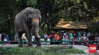 Atlet Korsel Berwisata di Kebun Binatang Ragunan