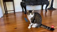 VIDEO: Melihat Kucing-Kucing Penjaga Rumah Hemingway