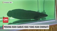 VIDEO: Pesona Ikan Gabus Hias Yang Makin Diminati