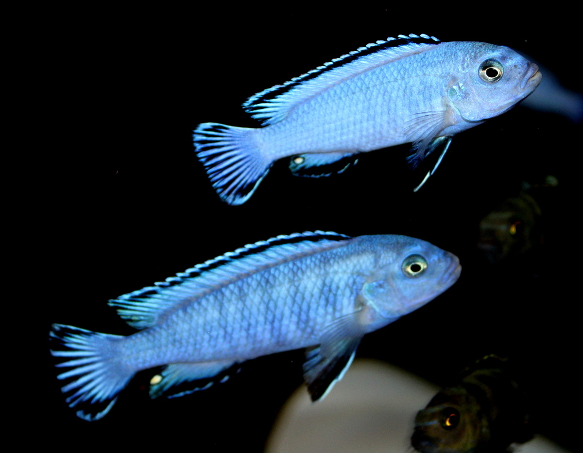 Pseudotropheus socolofi
