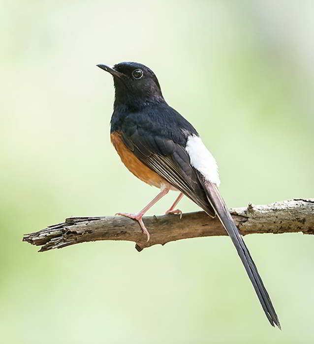 Wallpaper Gambar Burung Murai Batu | Alamendah's Blog 700_X_638_jpg