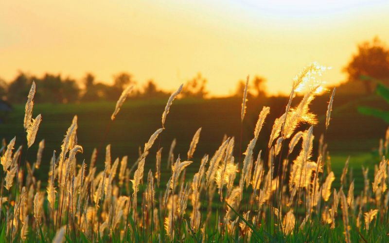 88 Gambar Pemandangan Rumput Ilalang Paling Hist - Gambar Pixabay 500_X_800_jpg