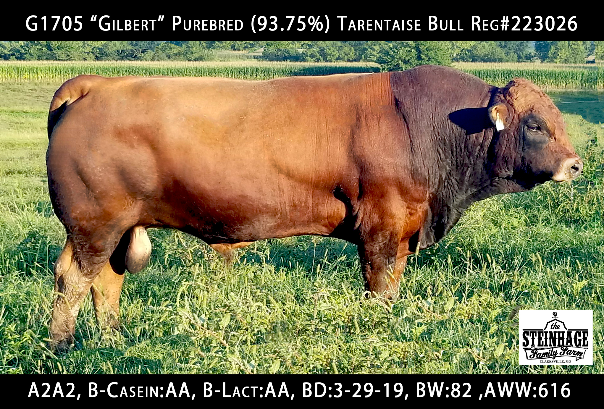 Tarentaise cattle