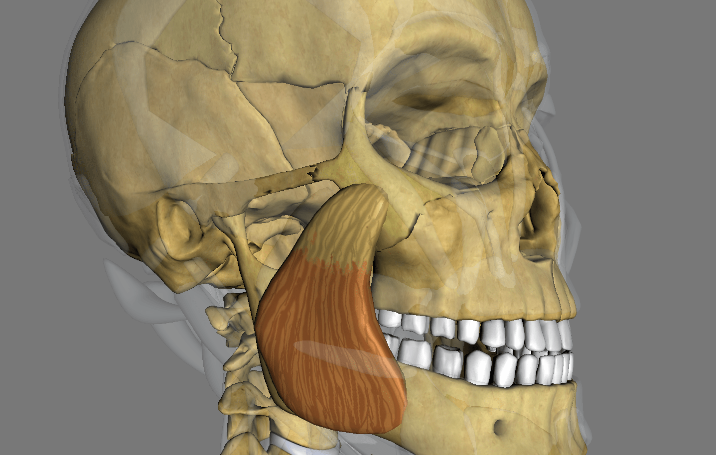 Мускулюс темпоралис. Musculus temporalis