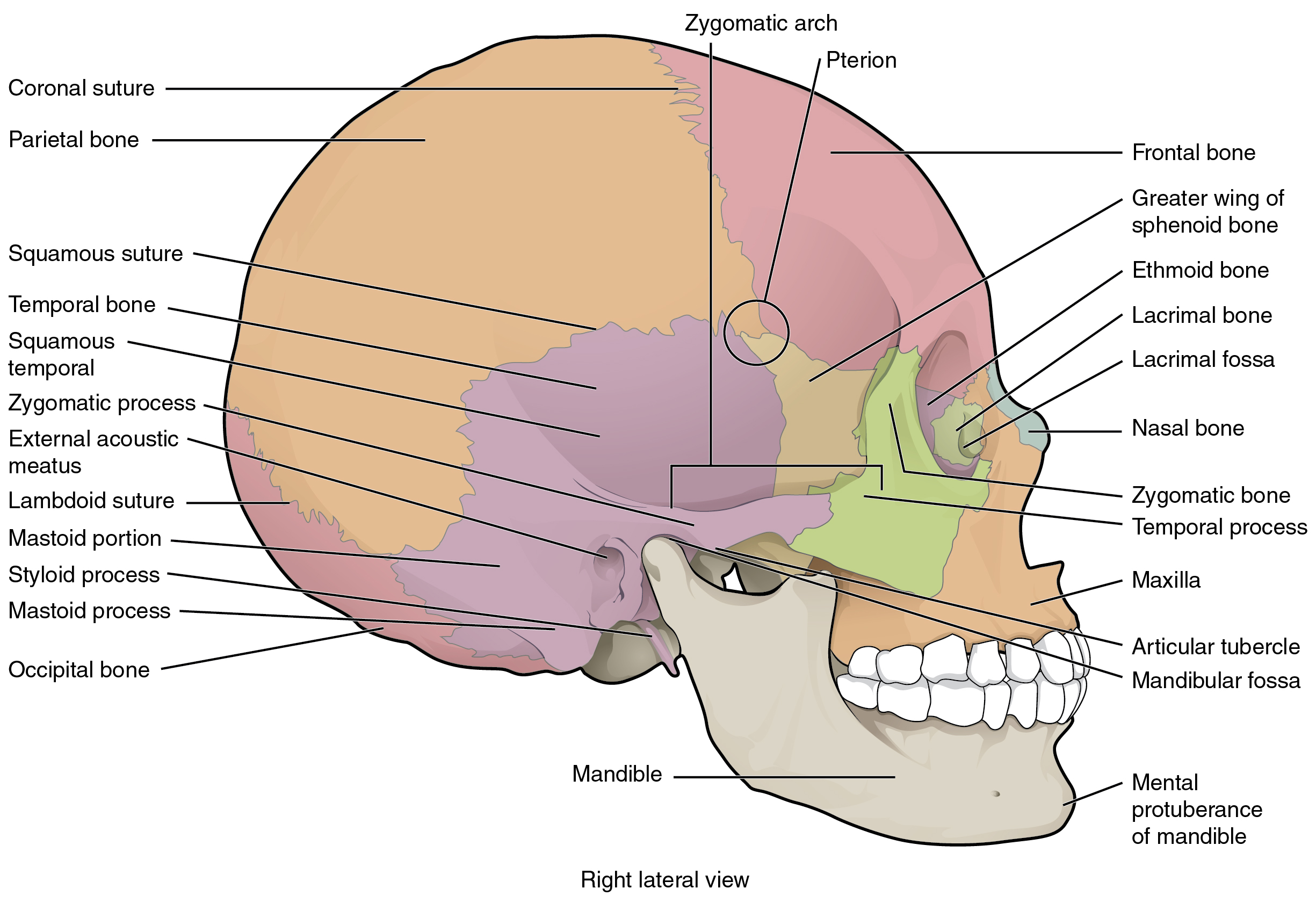 Skull labeling worksheet