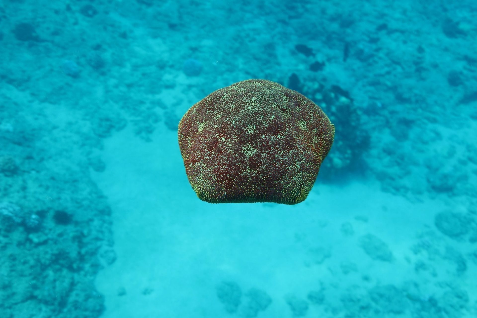 Starfish hawaii