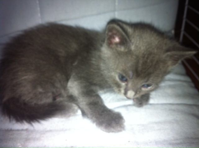 Regalo Gattini (Fi) | Animaliadozionetoscana 478_x_640_jpg