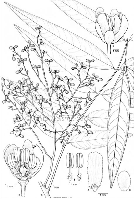 Anita Walsmit Sachs Botanisch Kunstenaar Botanic Artist
