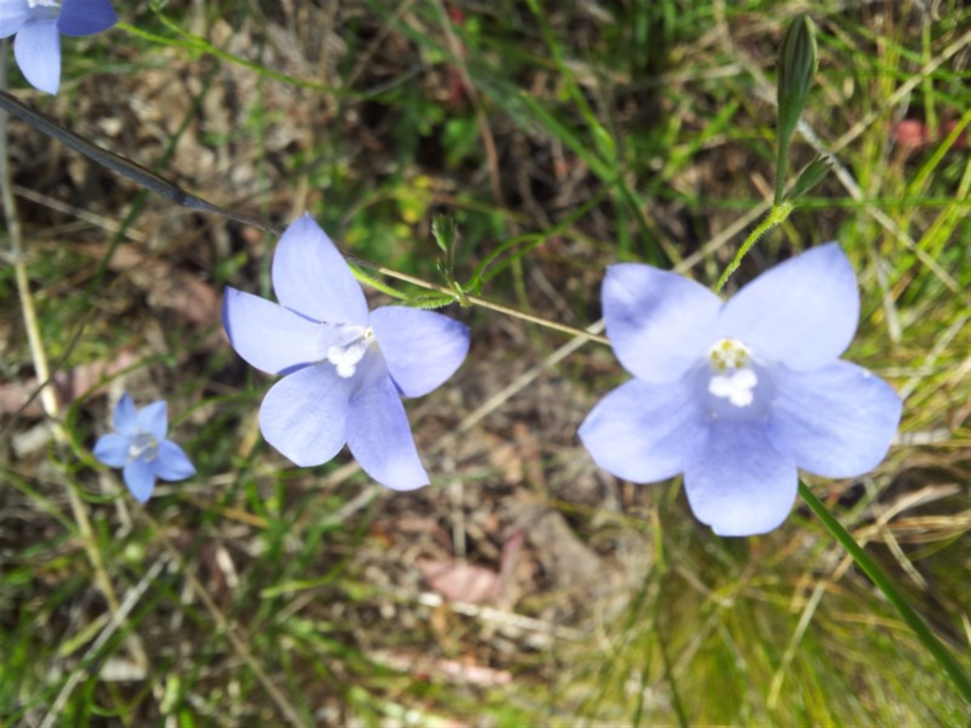 RosemaryRoth, 2017, Wahlenbergia stricta subsp. stricta, https://naturemapr.org/sightings/3384720
