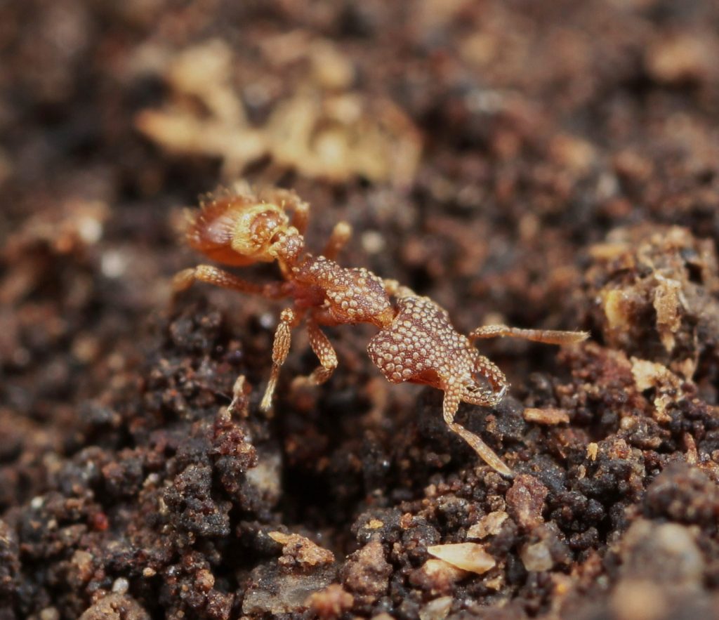 Economo Lab – Biodiversity & Biocomplexity Unit, Okinawa Institute of  Science & Technology Graduate University