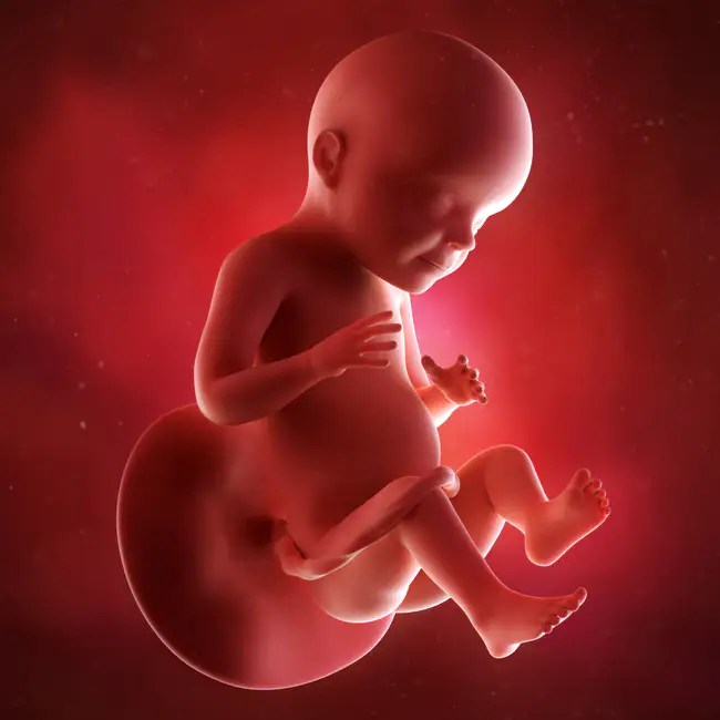 28 Settimane Di Gravidanza: Ecco Cosa Succede Al 7° Mese 650_x_650_webp