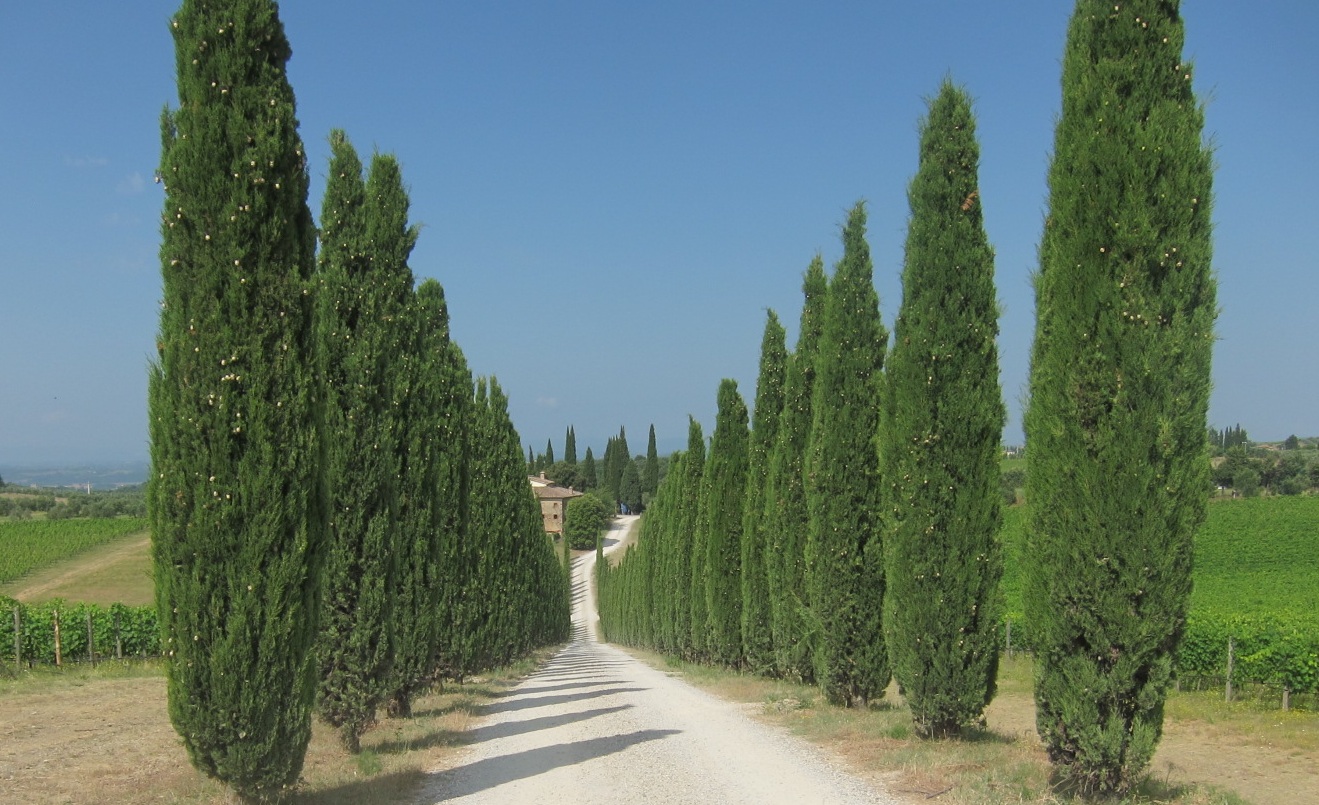 Postcard from Italy: Tuscany with Arcanum - D Magazine Cedar trees in italy