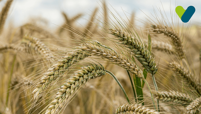 Does Barley Reduce Weight
