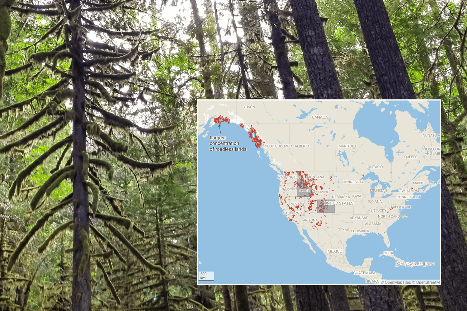 Map shows forests in potential danger as Trump admin scraps roadless rule
