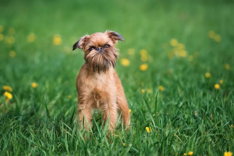 brussels griffon - Ilustrasi 2