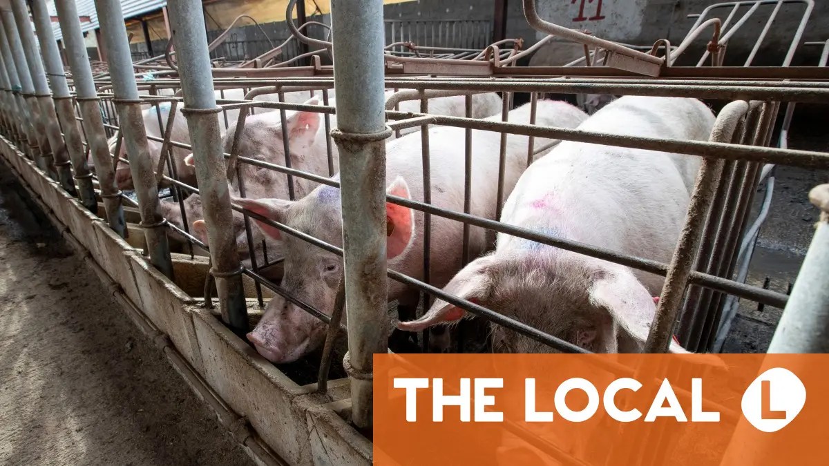 Spain probes five labs in hunt for source of swine fever