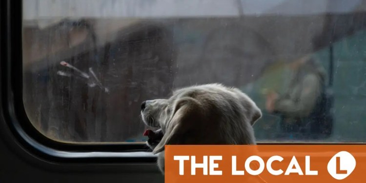 Spain to allow pets weighing up to 40 kilos on trains