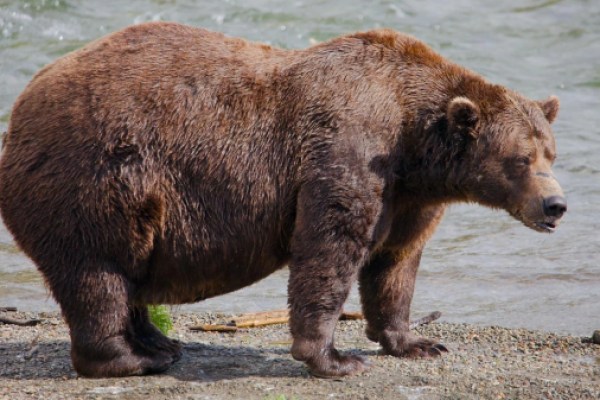 32 Chunk voted as Fat Bear Week 2025 winner after 2 years as runner-up 32 Chunk voted as Fat Bear Week 2025 winner after 2 years as runner-up