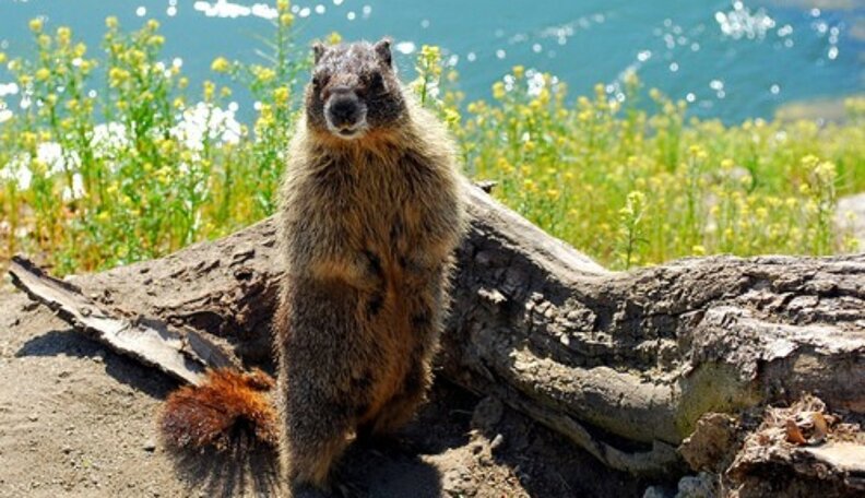 Climate Change Messed With These 5 Animals' Dinner Plans - The Dodo 456_x_792_jpg