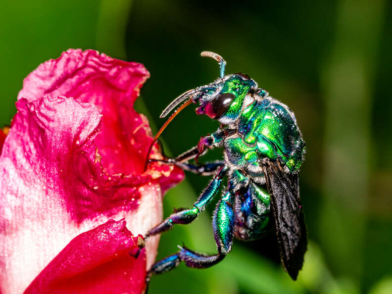 Emerald Green Bees Exist And They Are So Mesmerizing - The Dodo 594_x_792_jpg