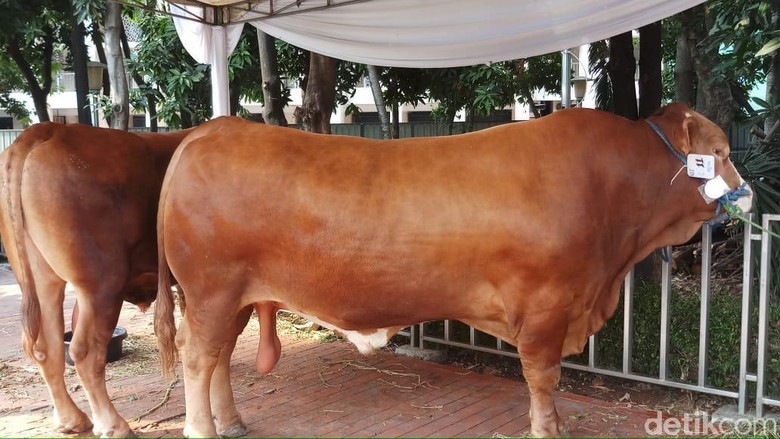 Sapi Kurban Presiden Jokowi Beratnya 1,7 Ton