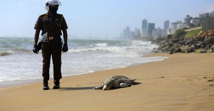 கப்பல் தீ விபத்து – இதுவரையில் 200 கடல்வாழ் உயிரினங்கள் உயிரிழப்பு!