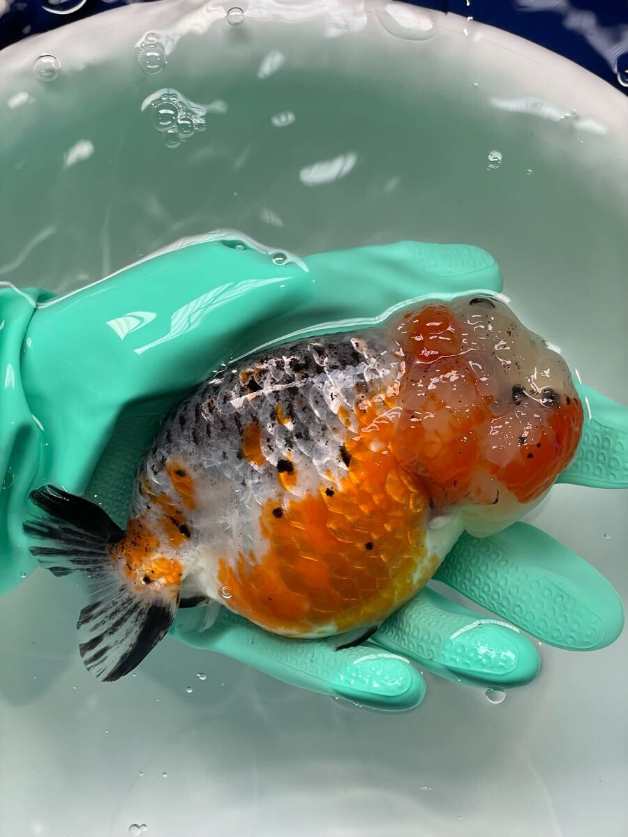 江戸錦 墨写り 金魚 らんちゅう 中国産 13~14cm 肉瘤が多く目が隠れています 生後12カ月前後 直接引き取り可能 死着保証あり!24( らんちゅう)|売買されたオークション情報、Yahoo!オークション(旧ヤフオク!) の商品情報をアーカイブ公開 - オークファン(aucfan.com) らんちゅう 肉瘤