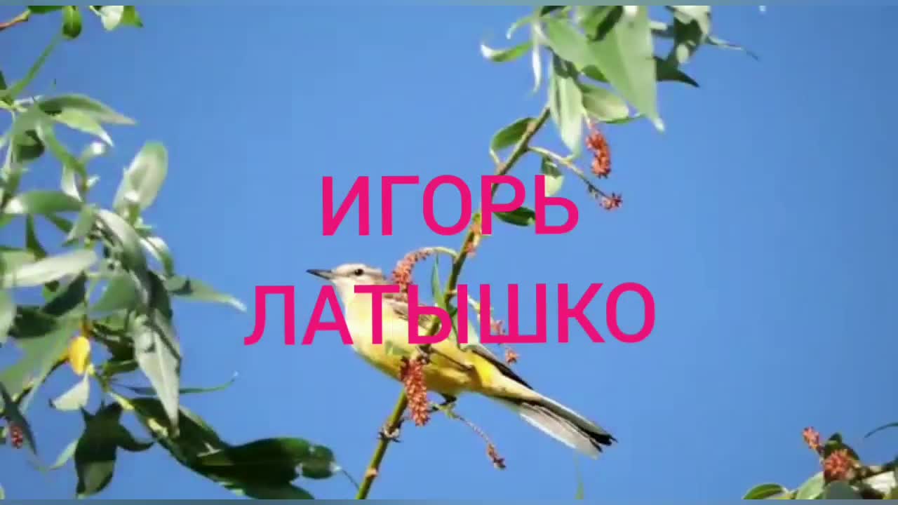 Песня где плачет иволга. За волгой иволга поёт за волгой таволга цветет. Песня где плачет иволга. Песня где плачет иволга. Иволга музыка.