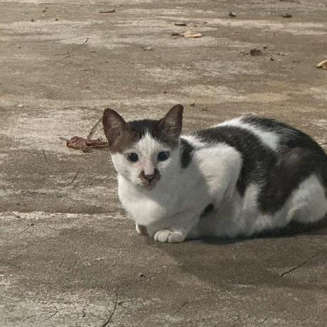 RISTEK Open Source susunjadwal Stargazers - Giters