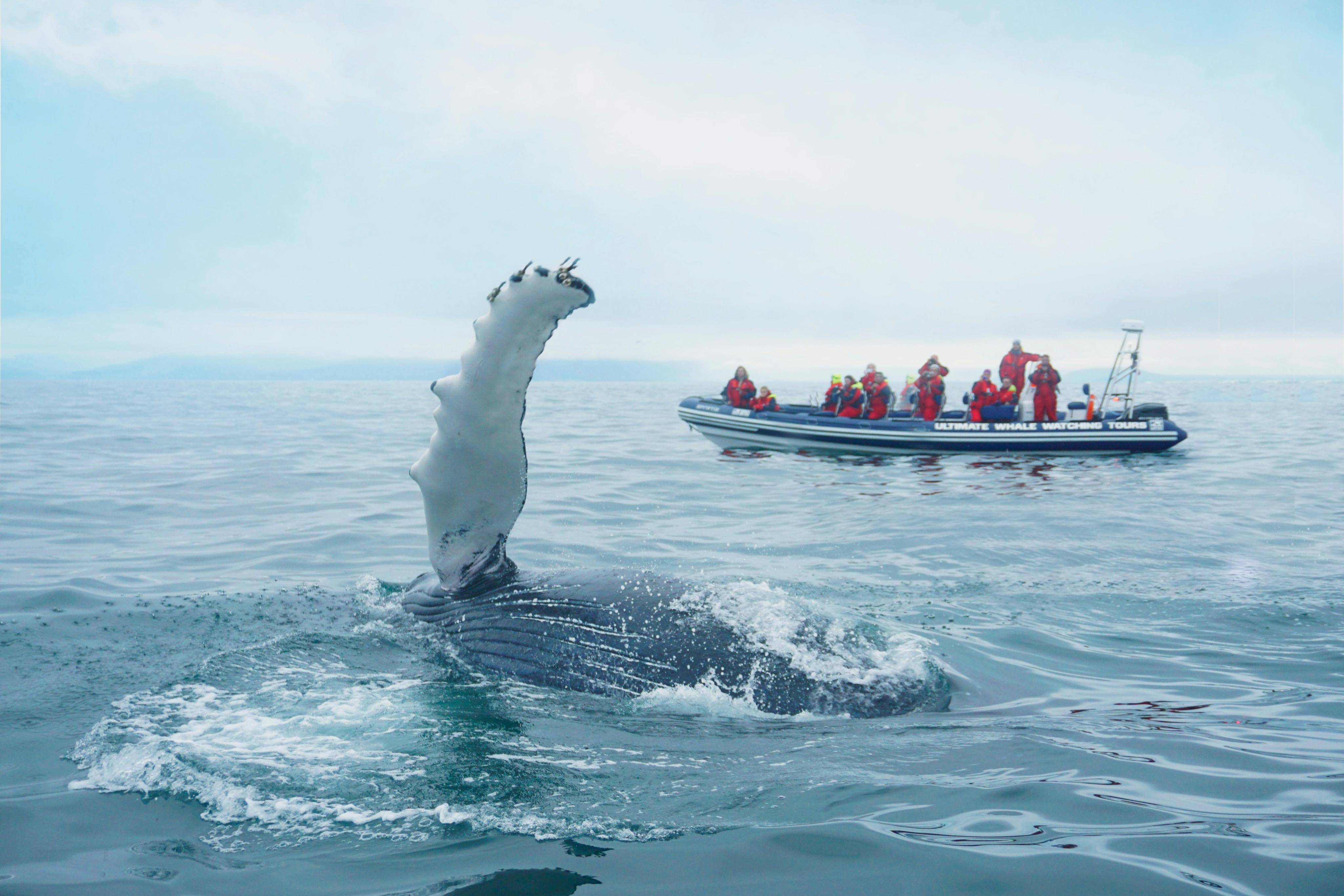 Whale Watching: Tour with Puffins Watching from Reykjavik