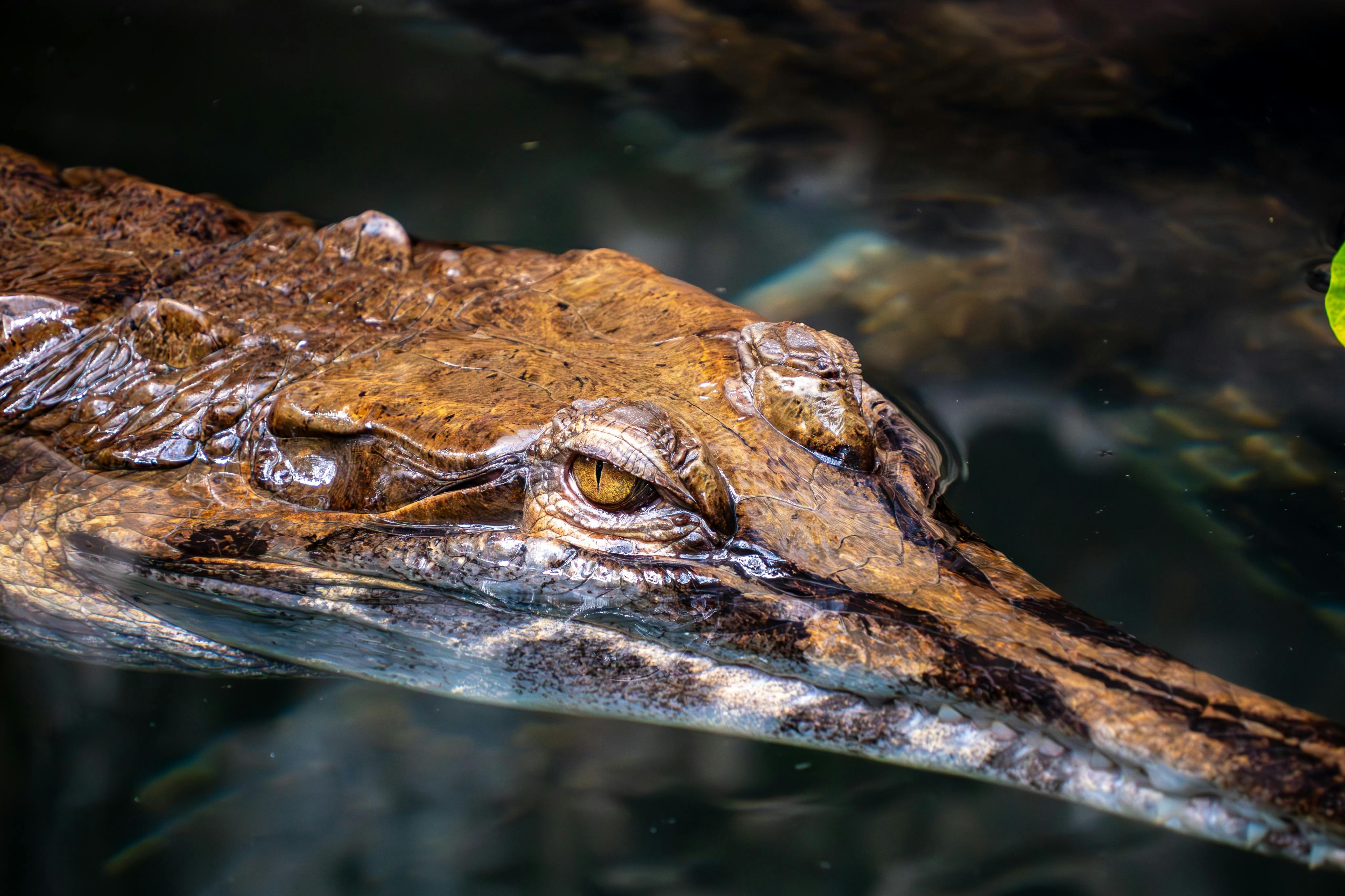La Ferme aux Crocodiles: Entry Ticket